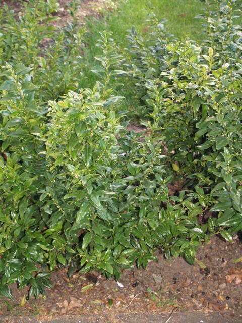 Sarcococca confusa P1A